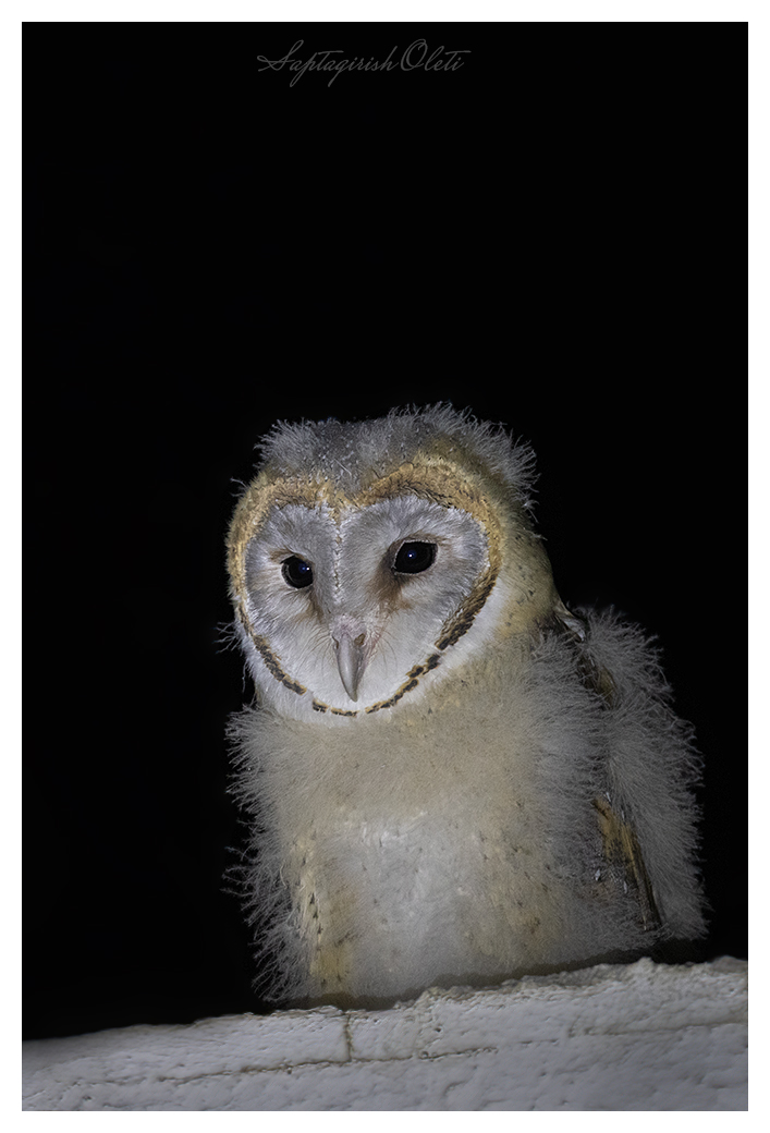 Common Barn-owl photographed at Nalsarovar