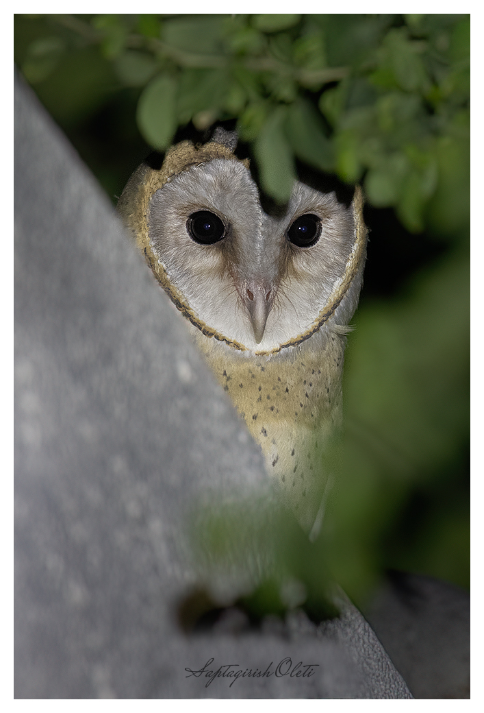 Common Barn-owl photographed at Nalsarovar