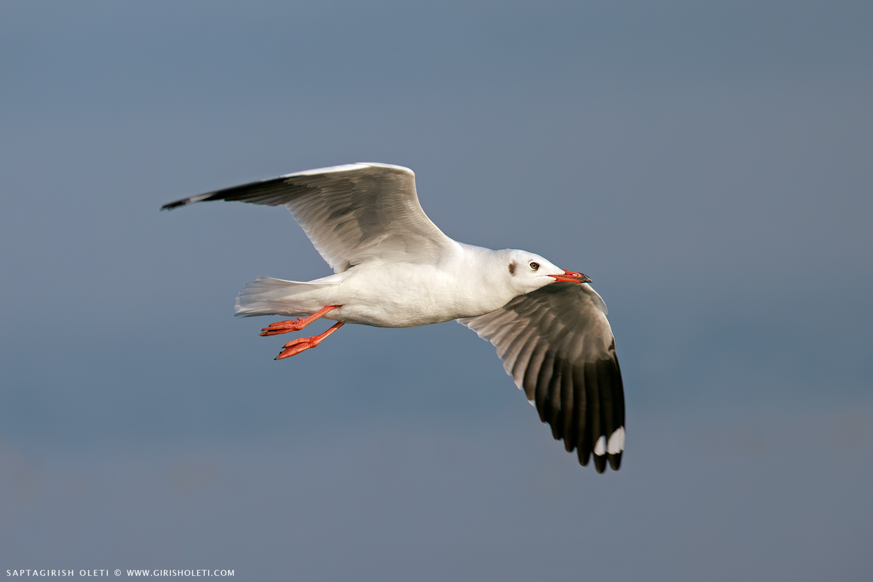 Common Black-headed Gull photographed at Bhigwan, Maharastra