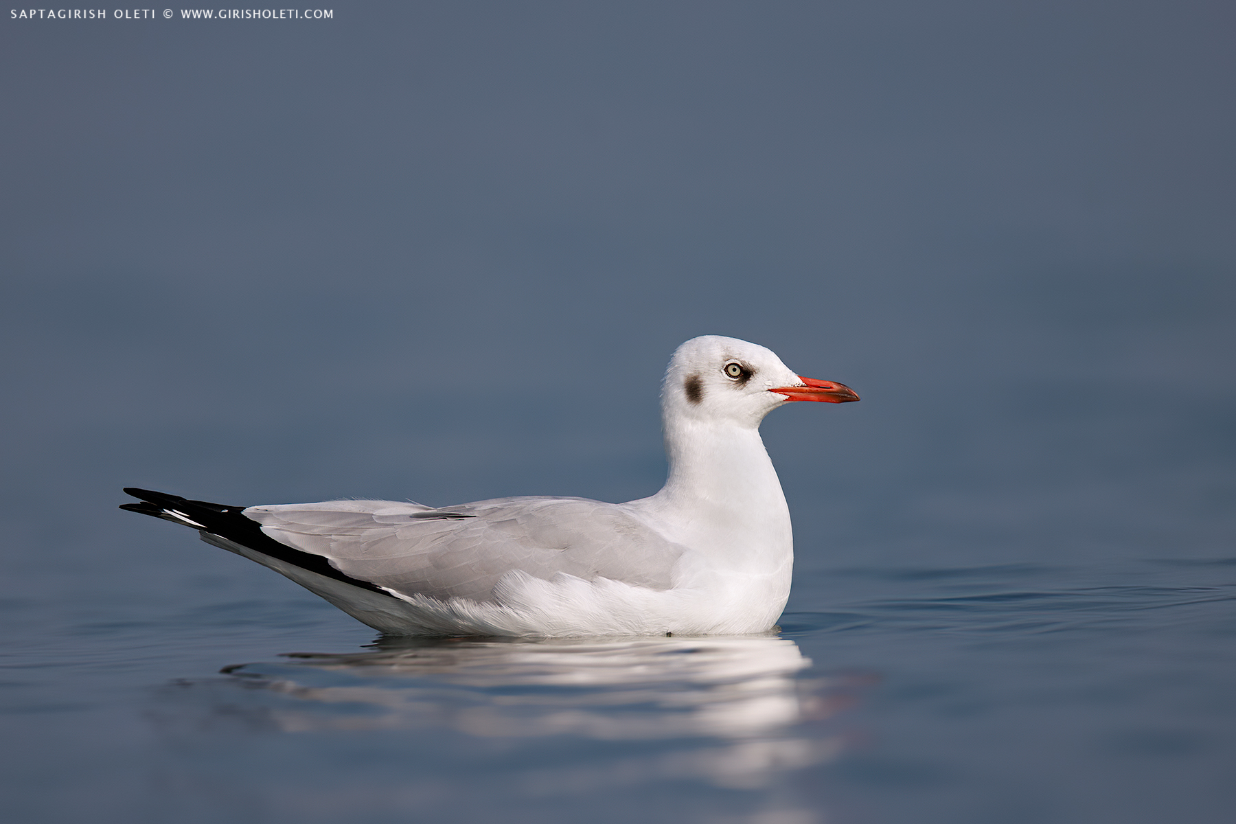 Common Black-headed Gull