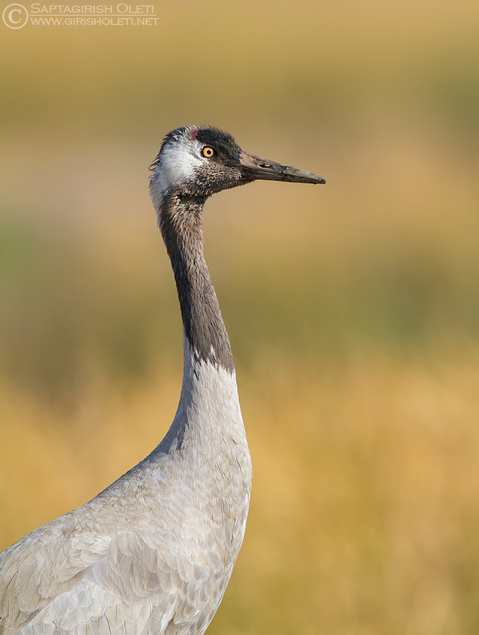 Common Crane photographed at Little Rann of Kutch