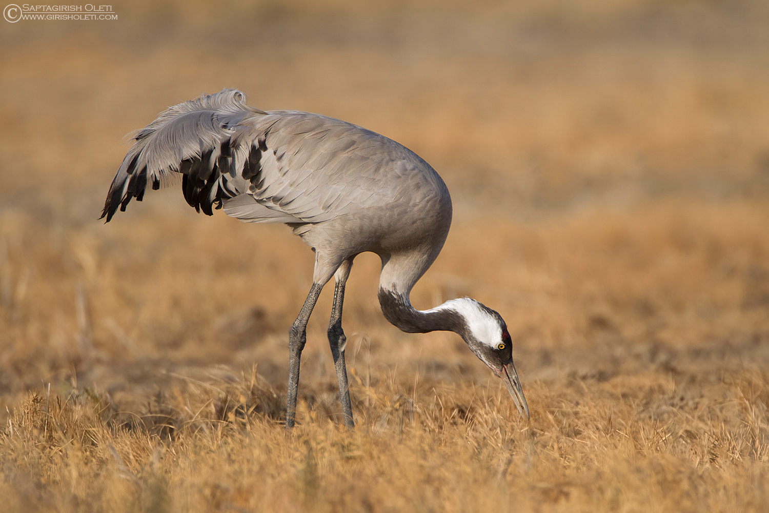 Common Crane photographed at Little Rann of Kutch