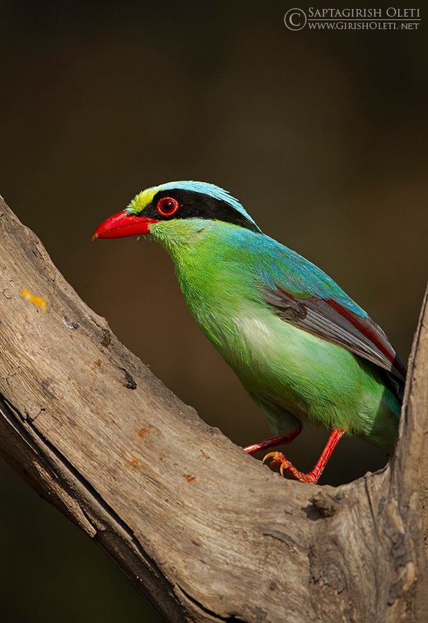 Common Green Magpie photographed at Sattal