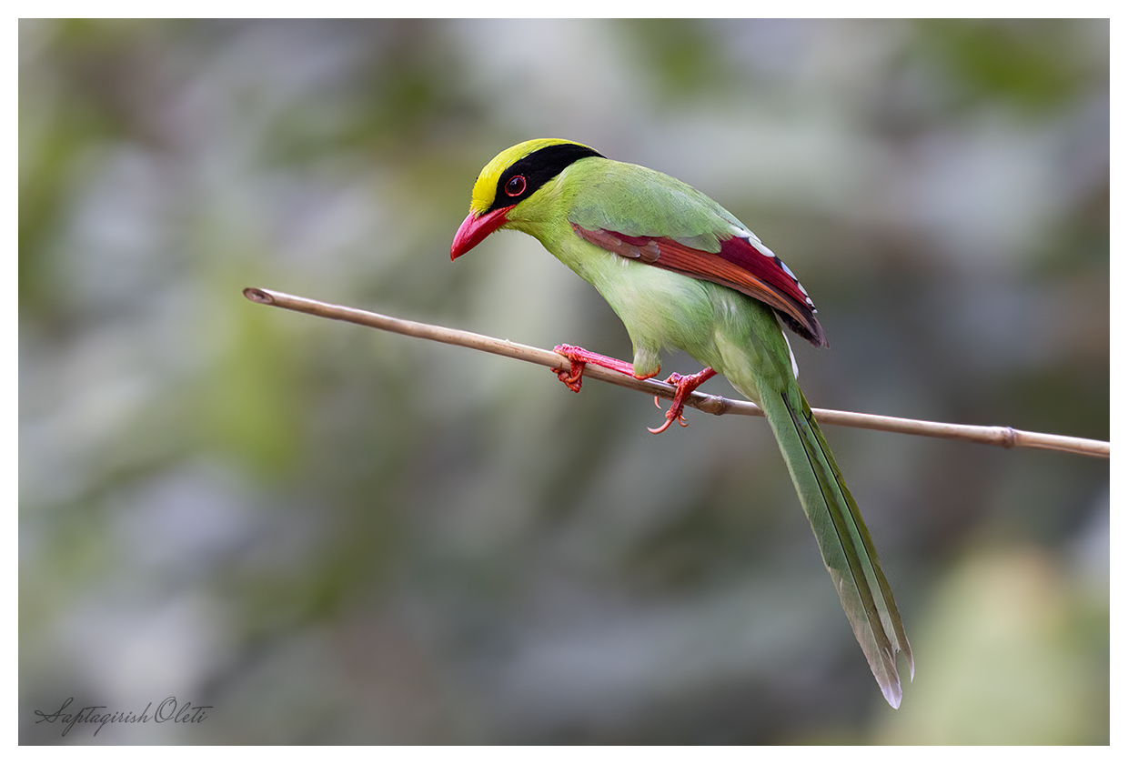 Common Green Magpie photographed at Mahananda