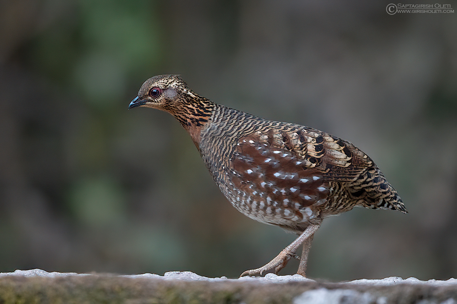Common Hill-partridge photographed at Tiger hills, Darjeeling