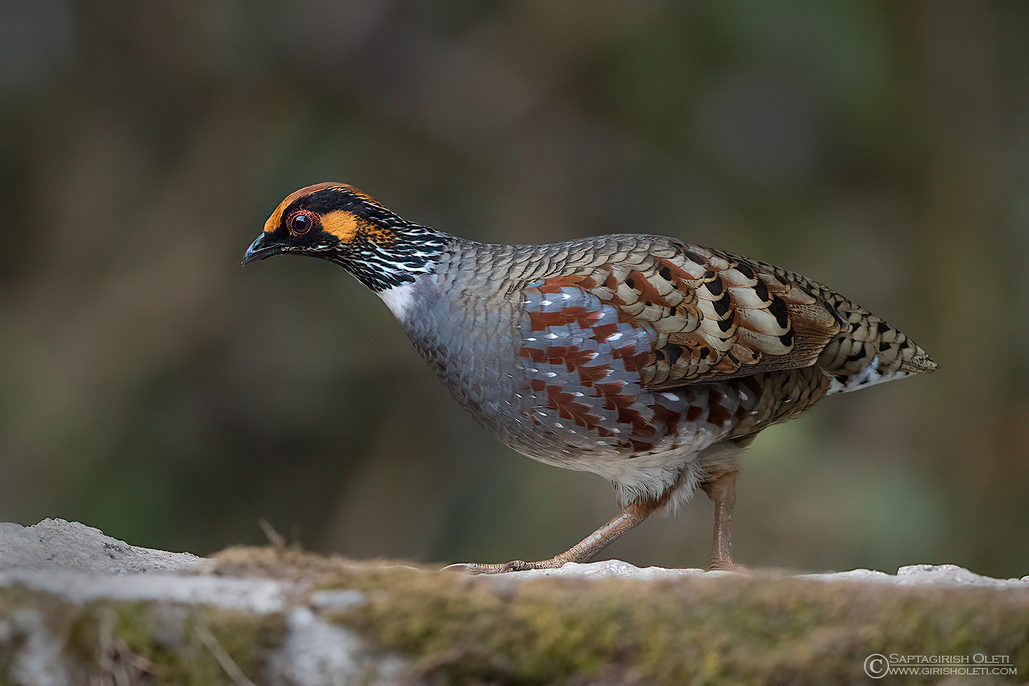 Common Hill-partridge photographed at Tiger hills, Darjeeling