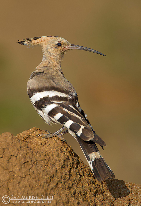 Common Hoopoe photographed at Bangalore