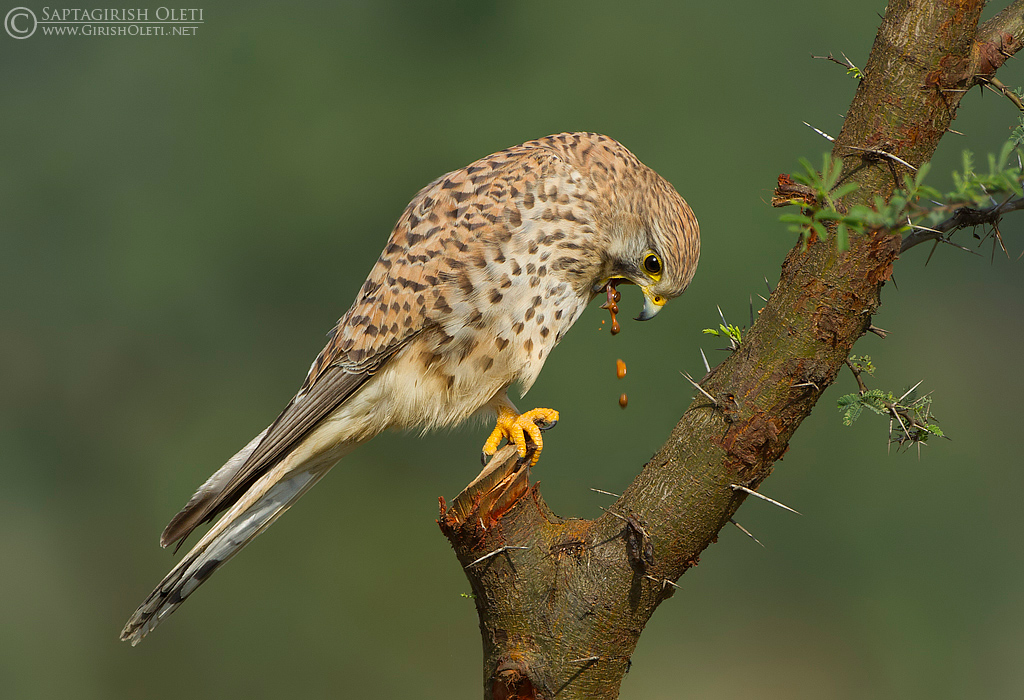 Common Kestrel