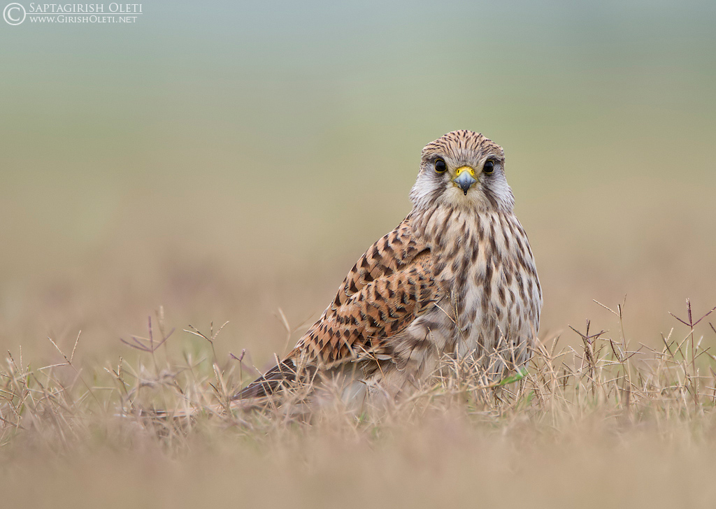 Common Kestrel photographed at Bangalore