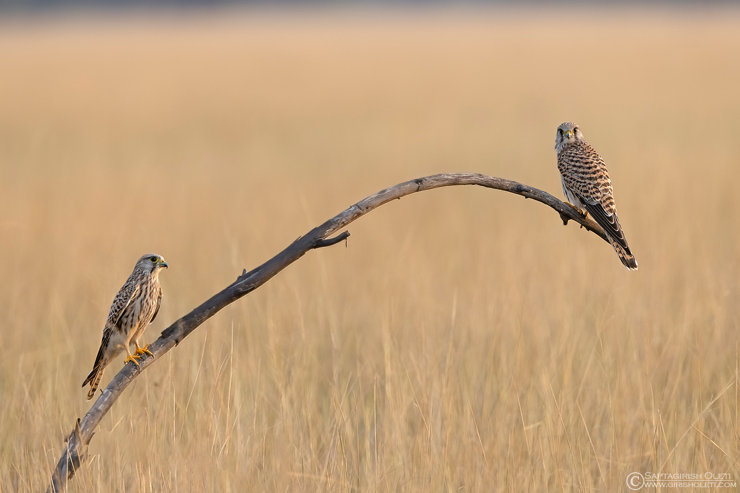 Common Kestrel photographed at Taal Chappar, Rajasthan