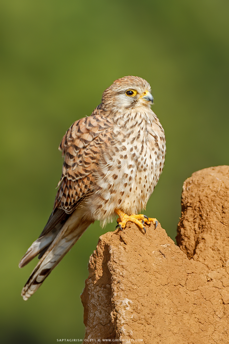 Common Kestrel photographed at Bangalore, India