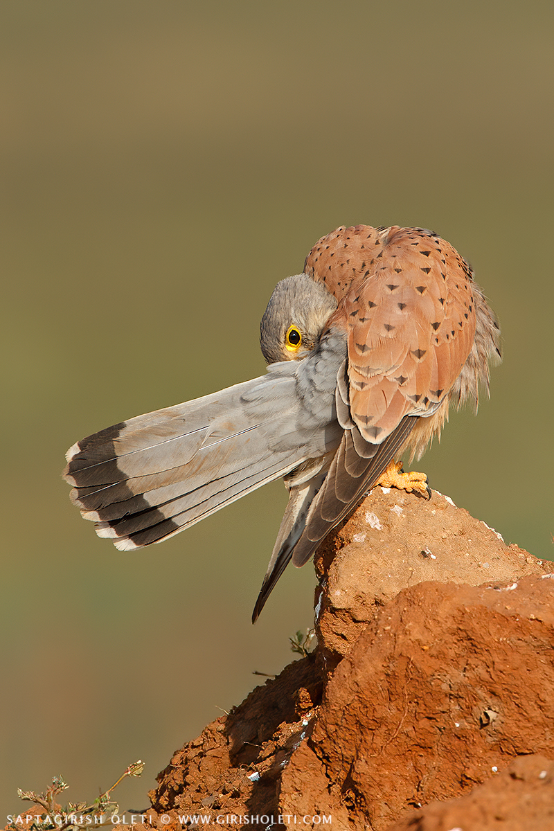Common Kestrel photographed at Bangalore, India