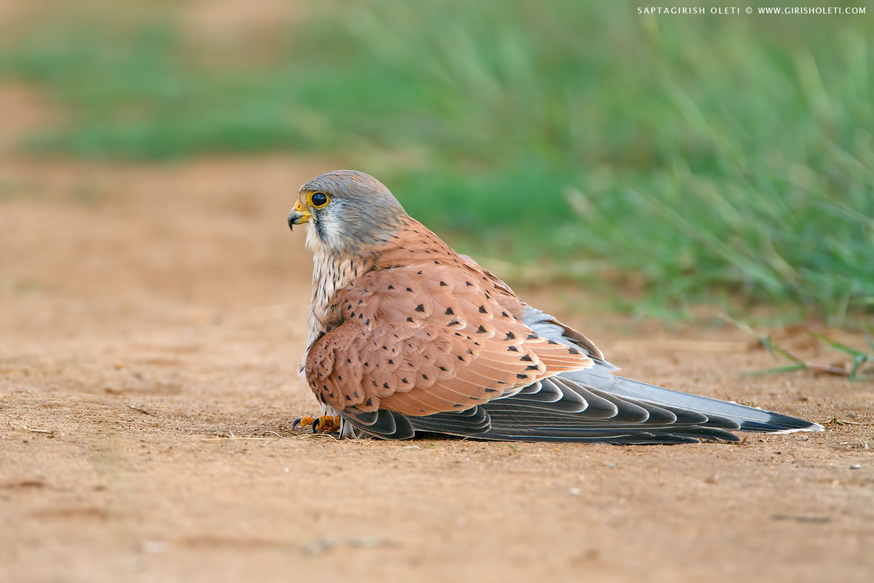 Common Kestrel photographed at Bangalore, India