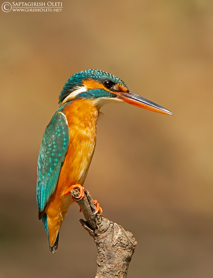 Common Kingfisher photographed at Sattal