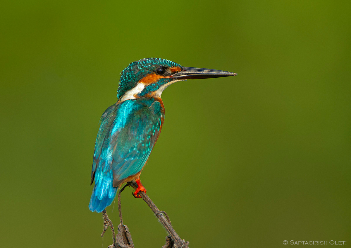 Common Kingfisher photographed at Annavaram, Andhra Pradesh