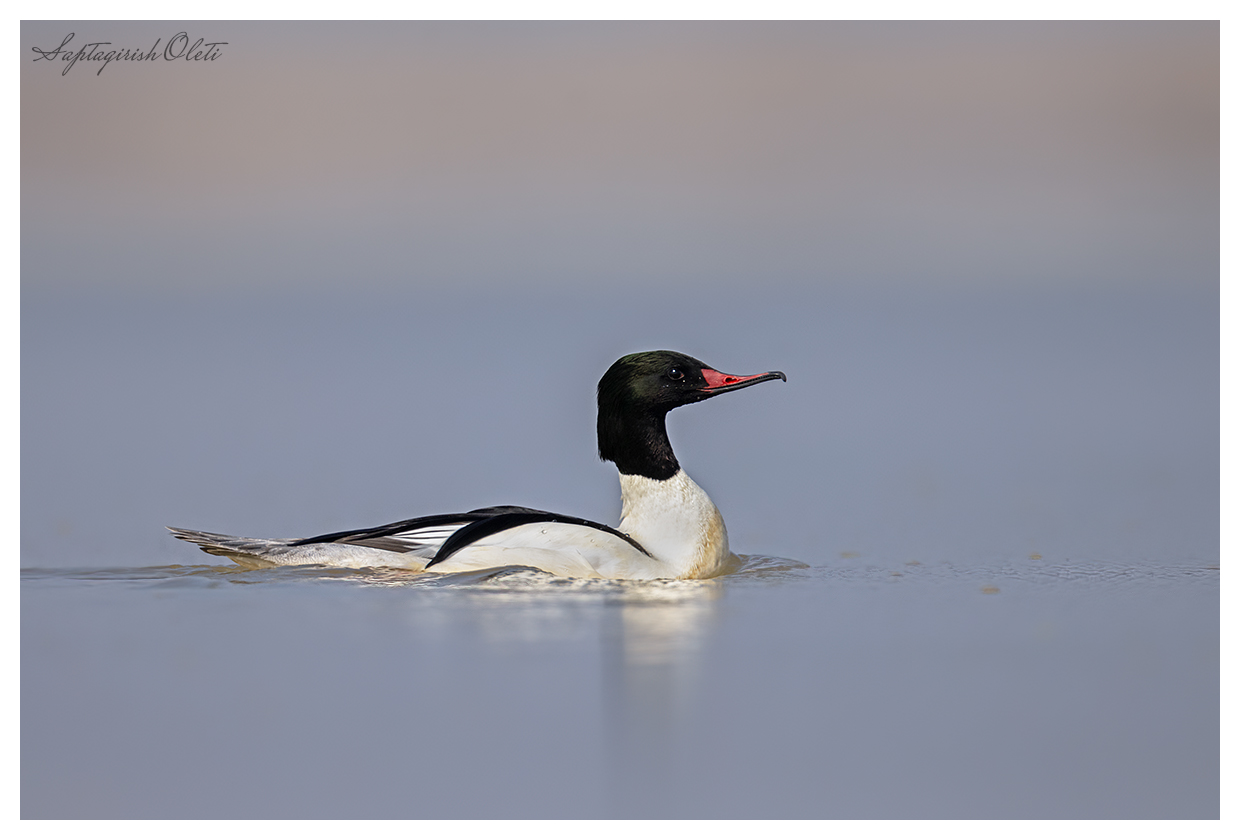 Common Merganser photographed at Gajoldoba