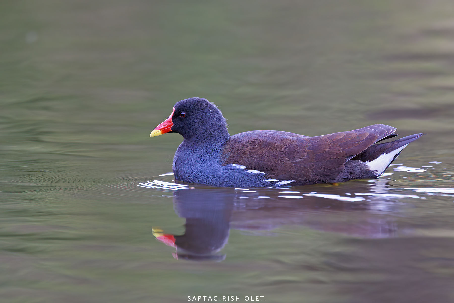 Common Moorhen photographed at Edinburgh, Scotland