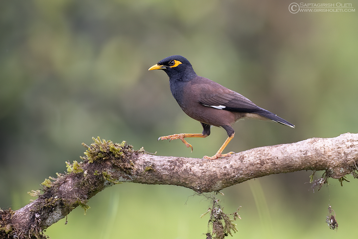 Common Myna photographed at Thattekad, Kerala