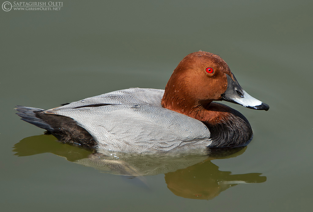 Common Pochard photographed at Jamnagar, Gujarat, India