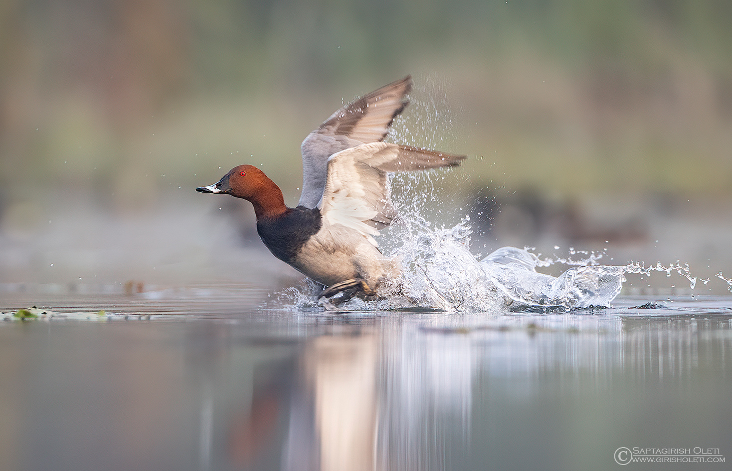 Common Pochard photographed at Gajoldoba