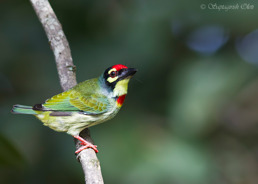 Coppersmith Barbet photographed at Bangalore