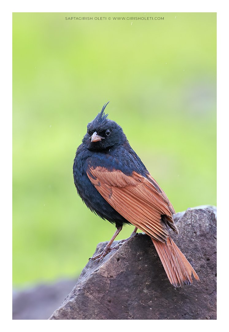 Crested Bunting photographed at Saswad