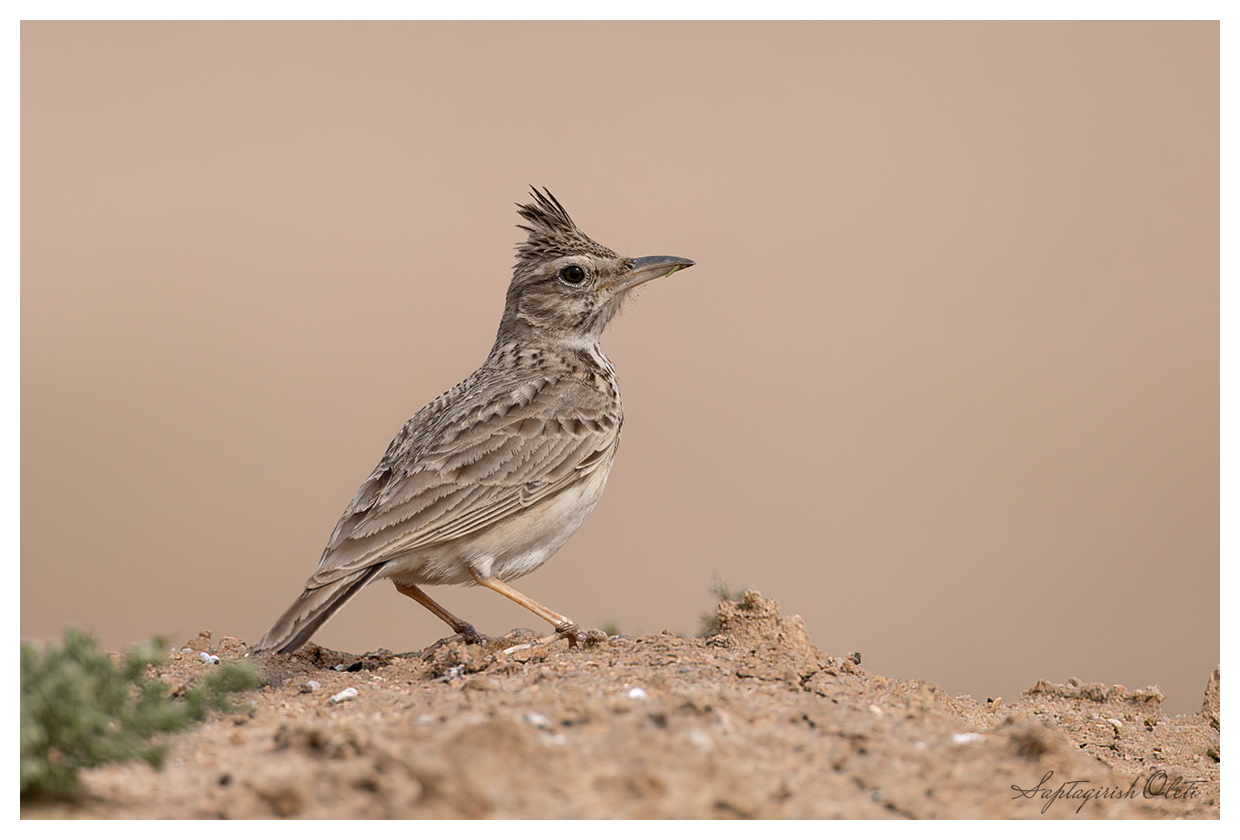 Crested Lark photographed at Nalsarovar