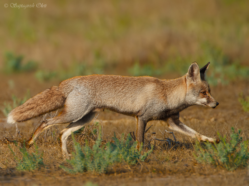 Desert Fox photographed at Little Rann of Kutch