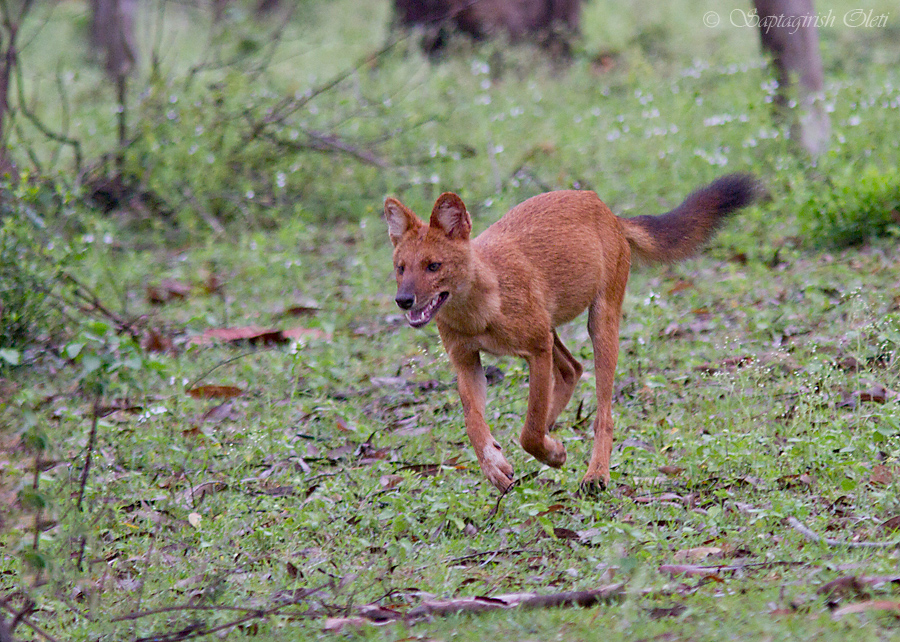 Dhole photographed at Bandipur