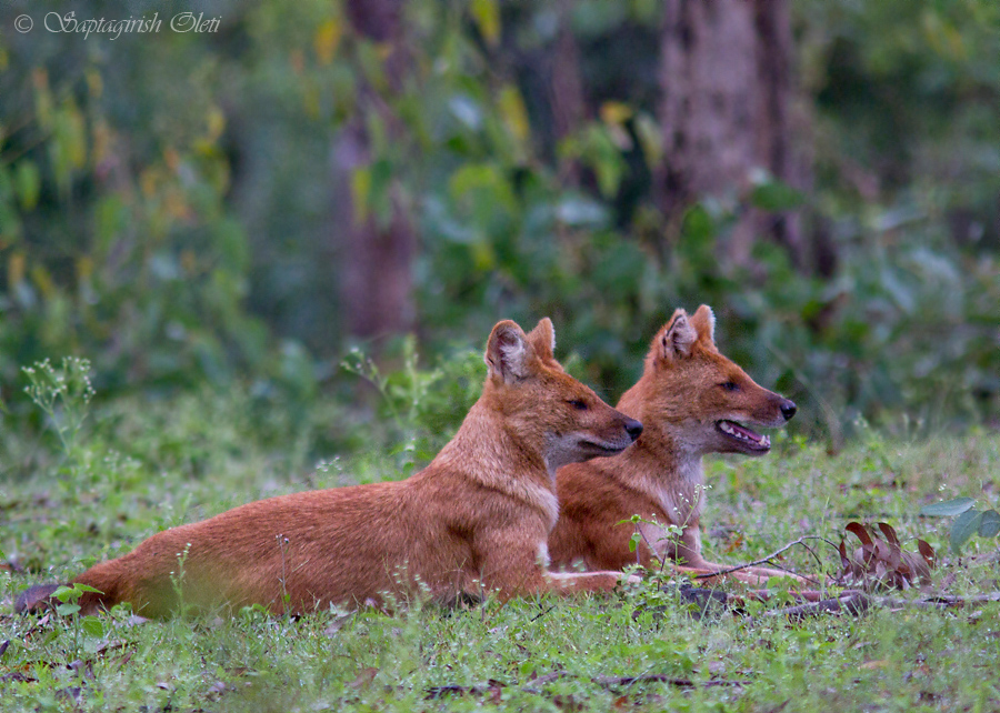 Dhole photographed at Bandipur