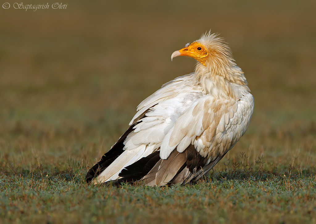 Egyptian Vulture photographed at Bangalore