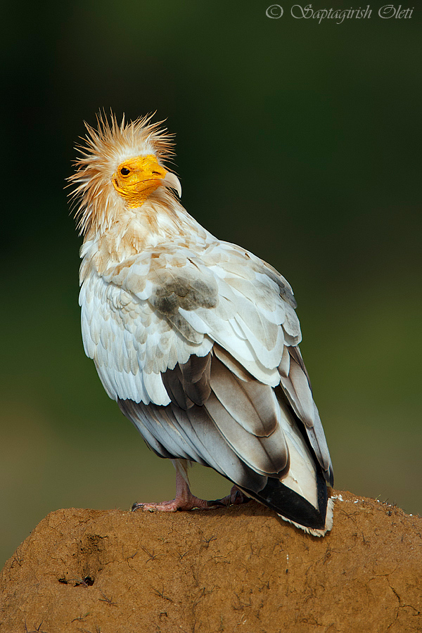 Egyptian Vulture photographed at Bangalore