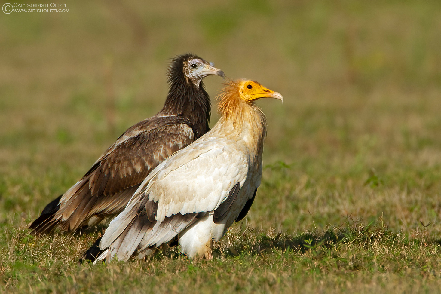 Egyptian Vulture photographed at Bangalore, India