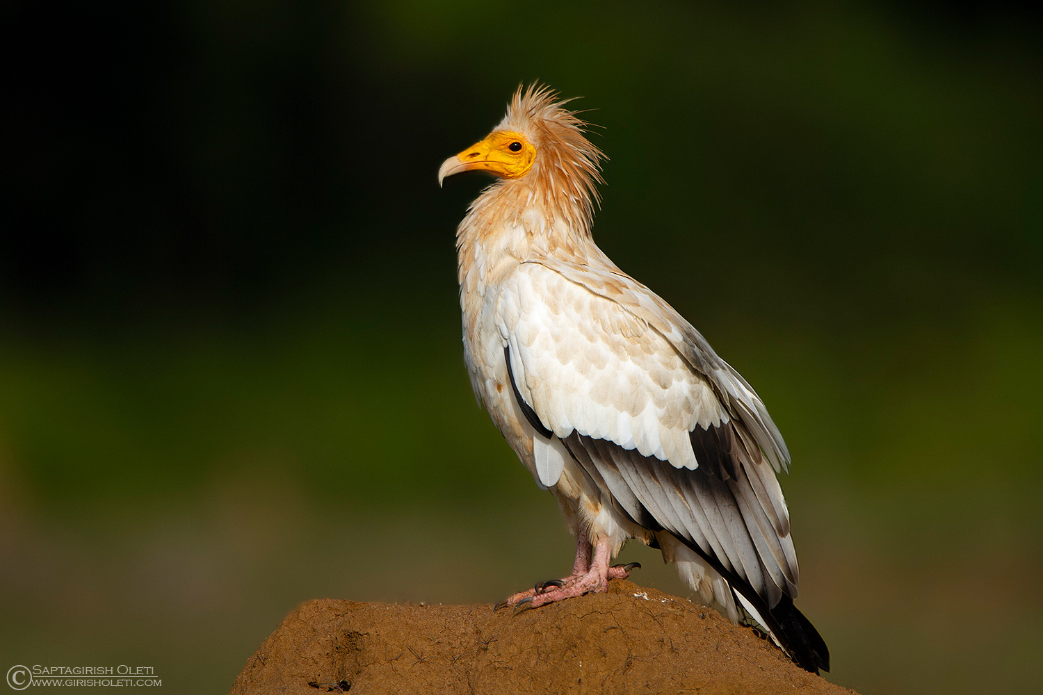 Egyptian Vulture photographed at Bangalore, India