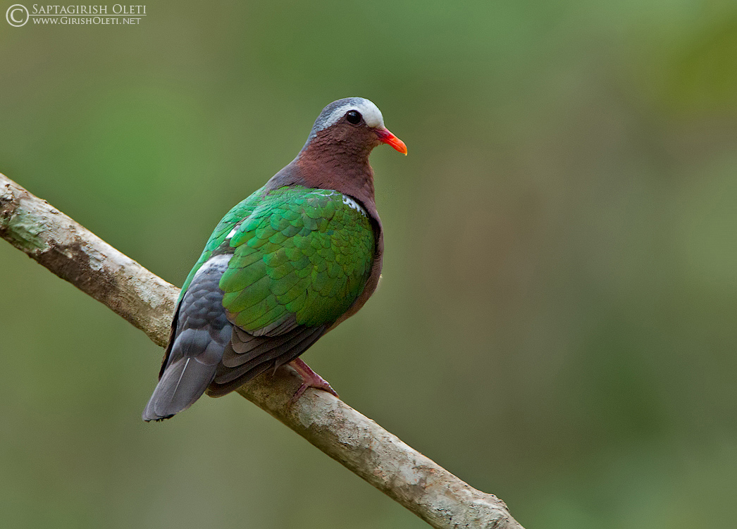 Emerald Dove photographed at Ganeshgudi, India