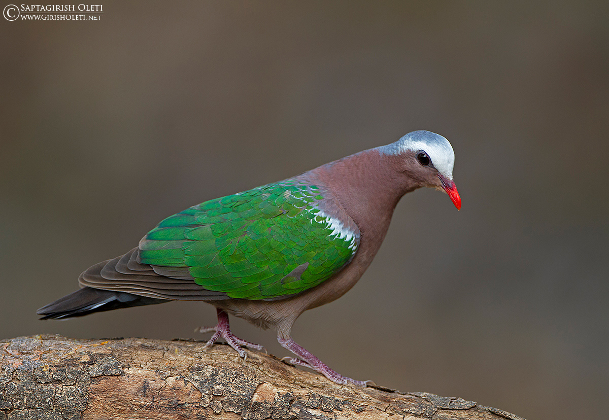 Emerald Dove photographed at Sattal