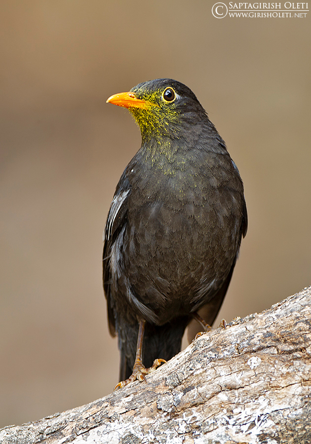 Eurasian Blackbird photographed at Sattal
