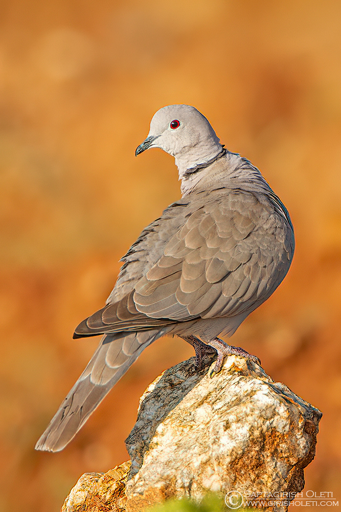 Eurasian Collared-dove photographed at Bangalore, India