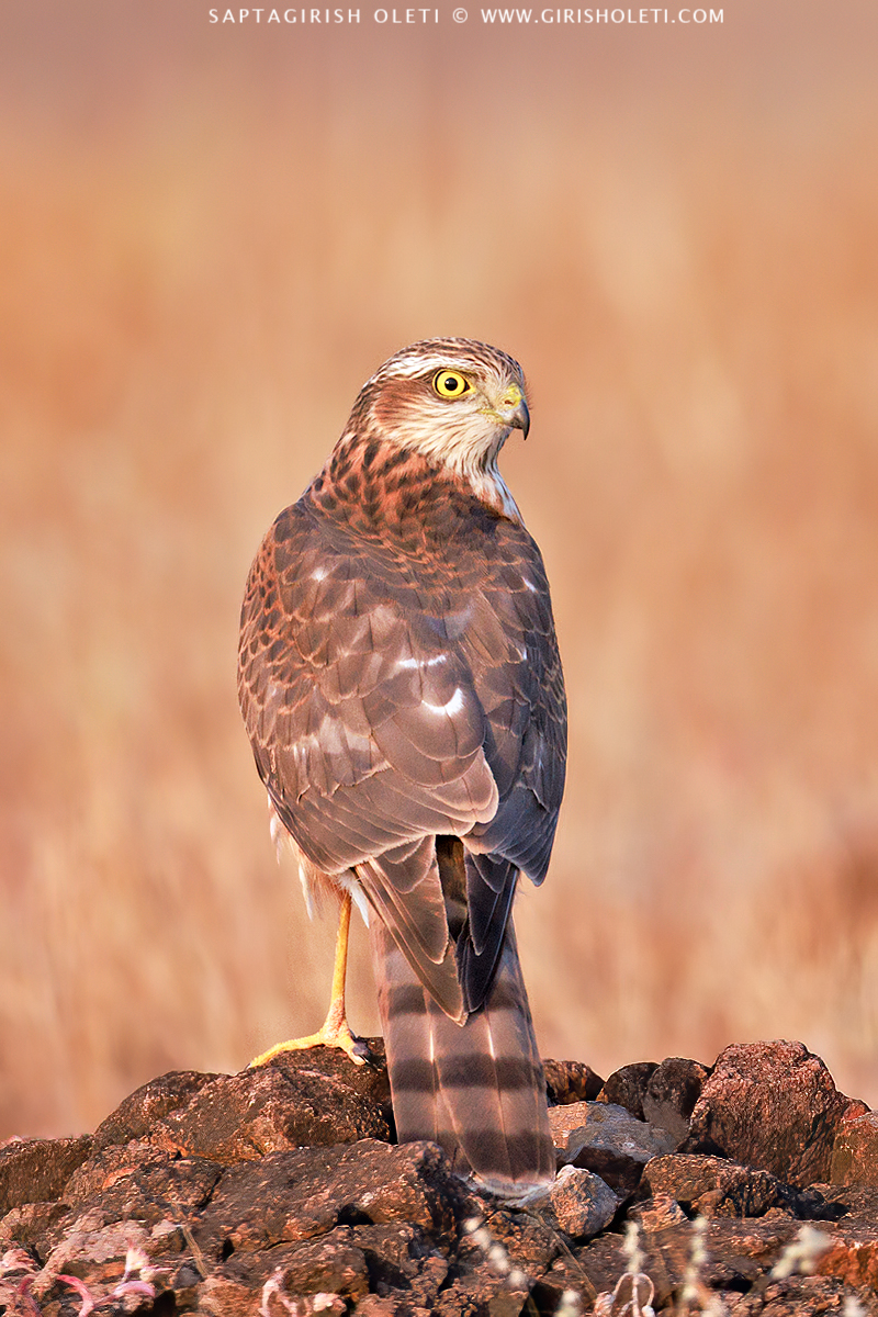 Eurasian Sparrowhawk photographed at Bhigwan, Maharastra