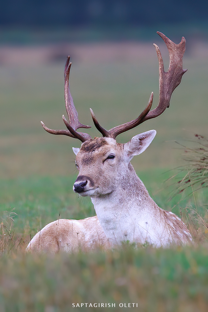 European Fallow deer photographed at London