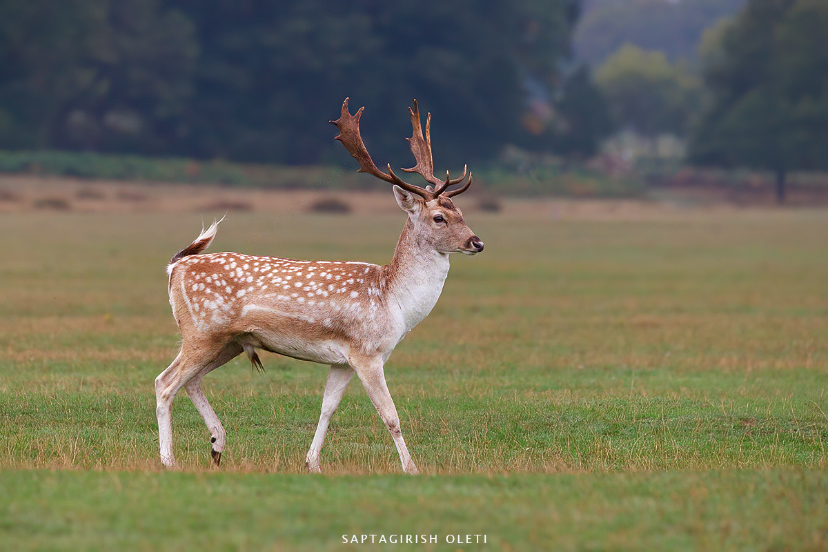 European Fallow deer photographed at London