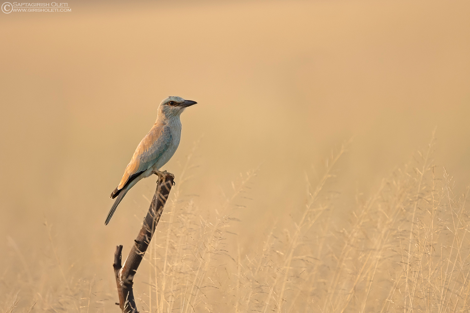 European Roller photographed at Taal Chappar, Rajasthan