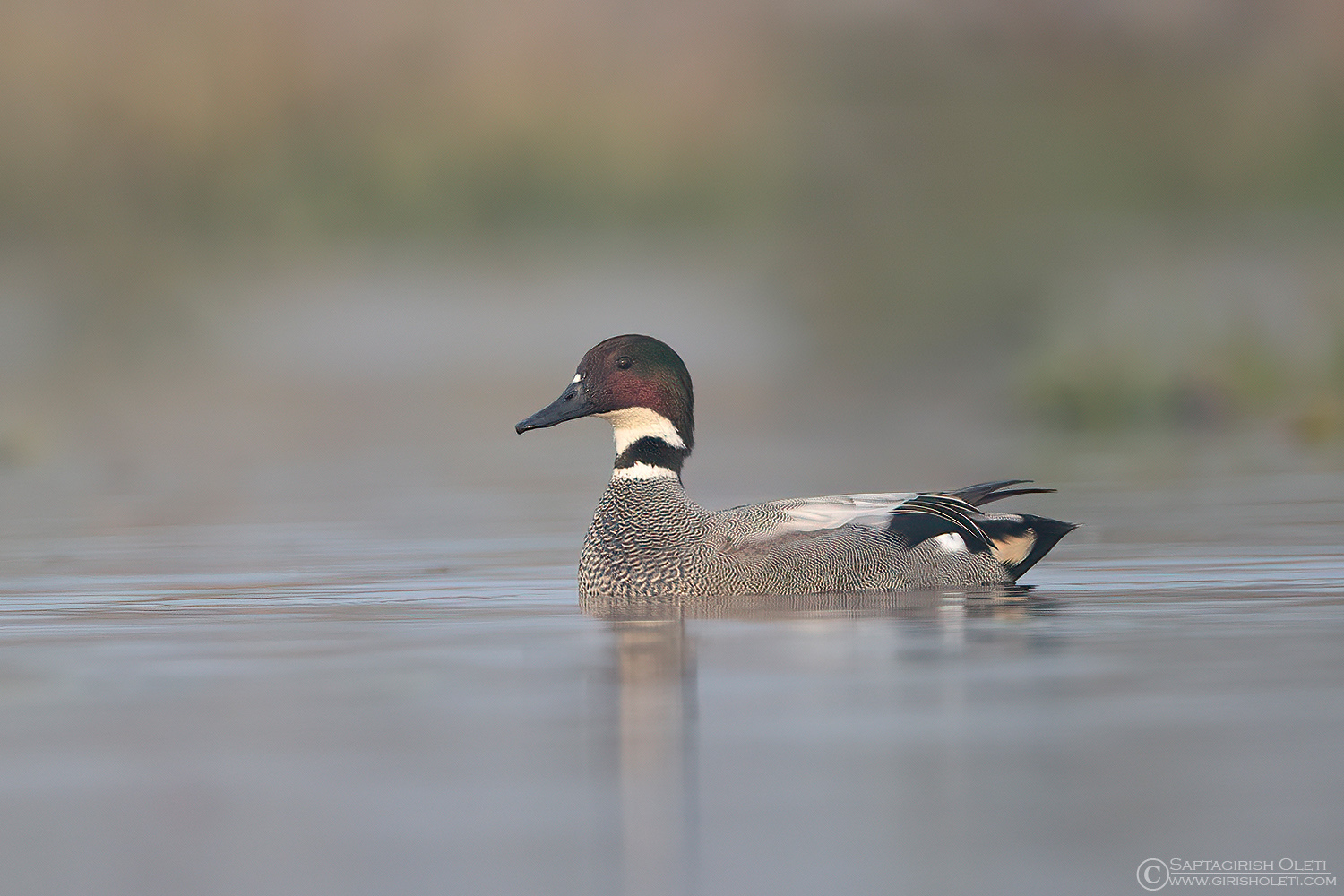 Falcated Duck photographed at Gajoldoba