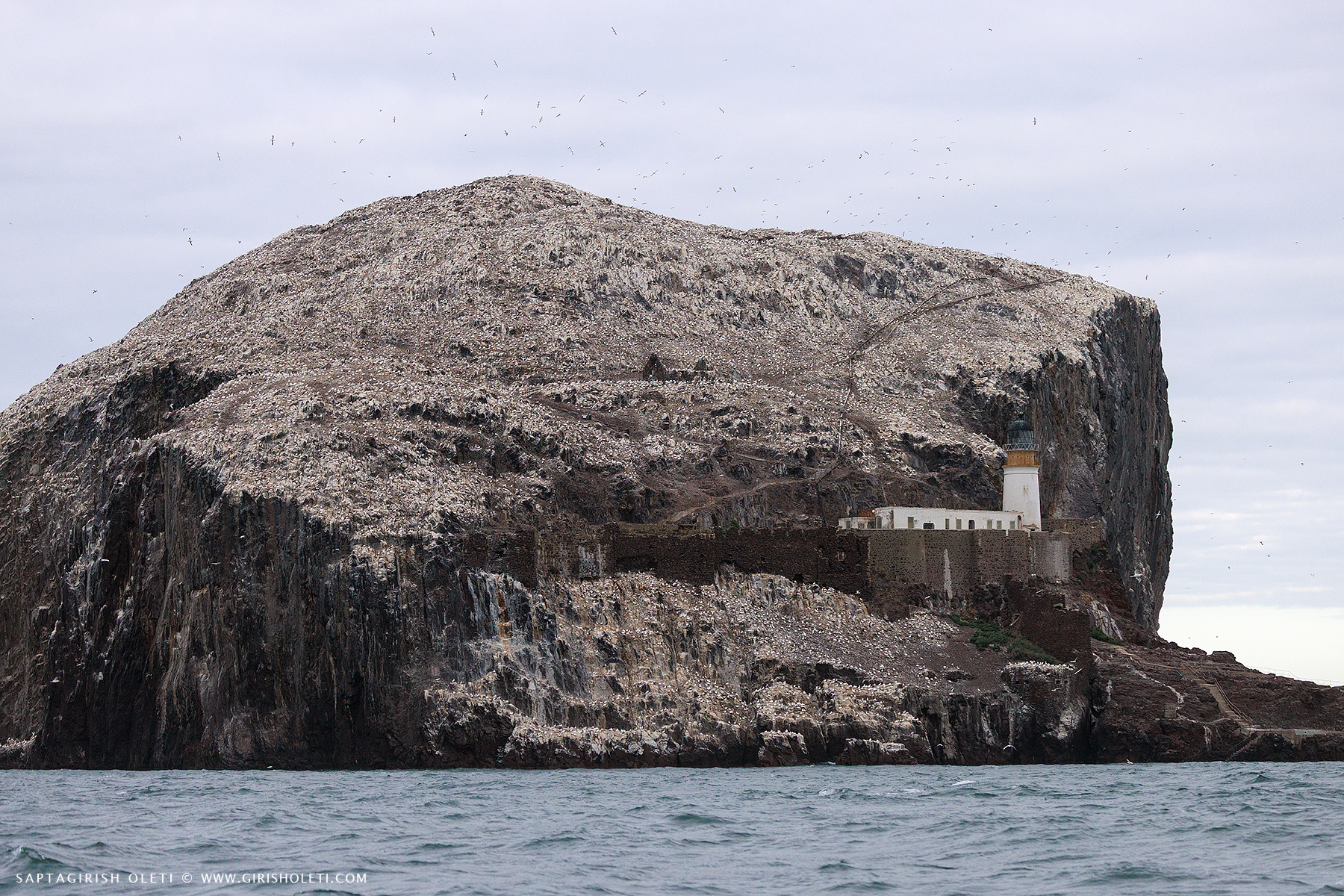 Gannet Colony