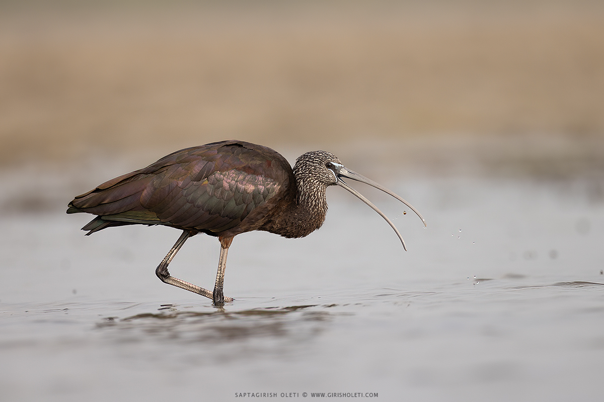 Glossy Ibis photographed at Nalsarovar