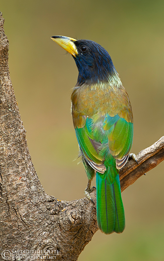 Great Barbet photographed at Sattal