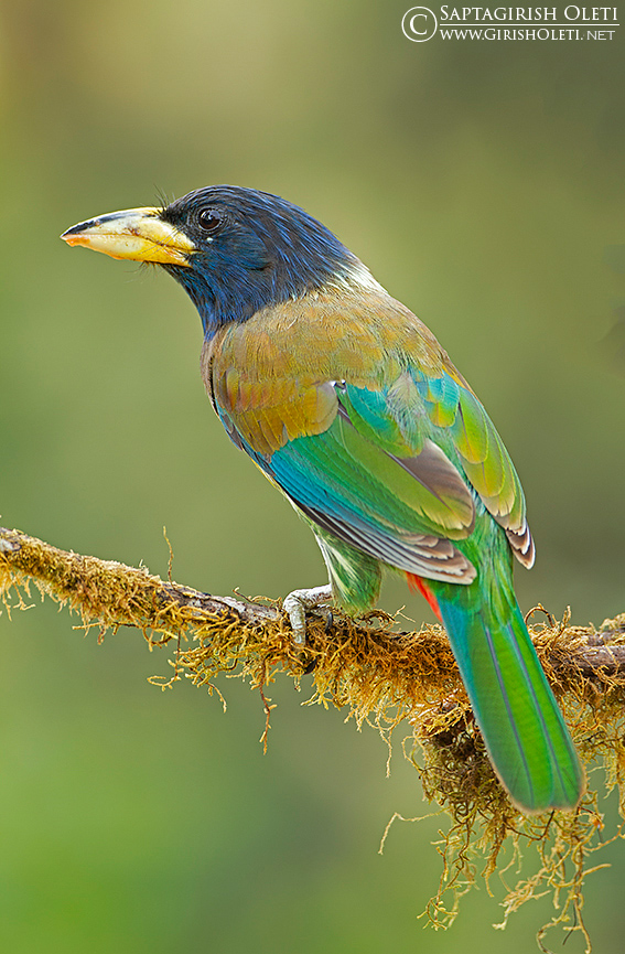Great Barbet photographed at Sattal