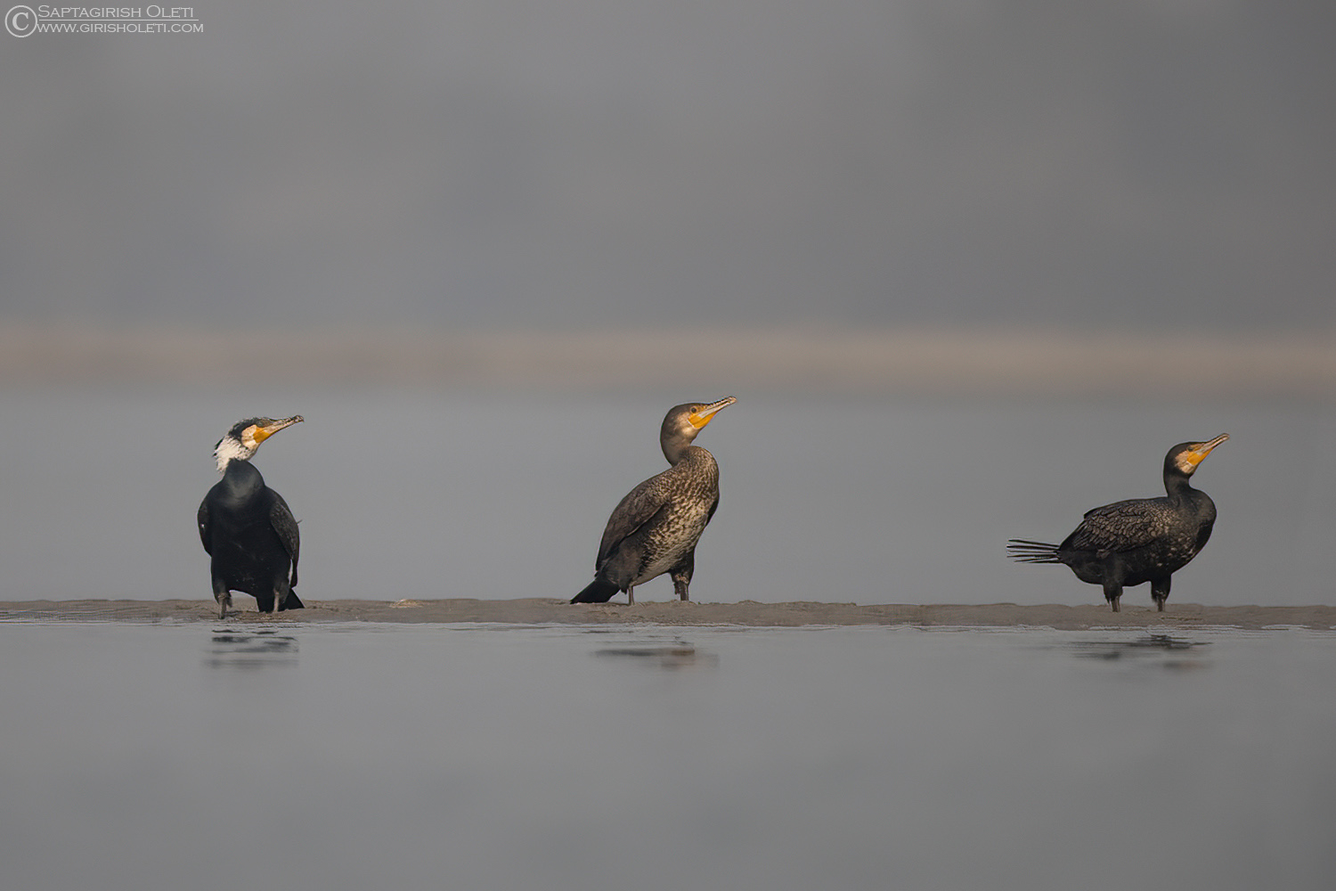 Great Cormorant photographed at Gajoldoba