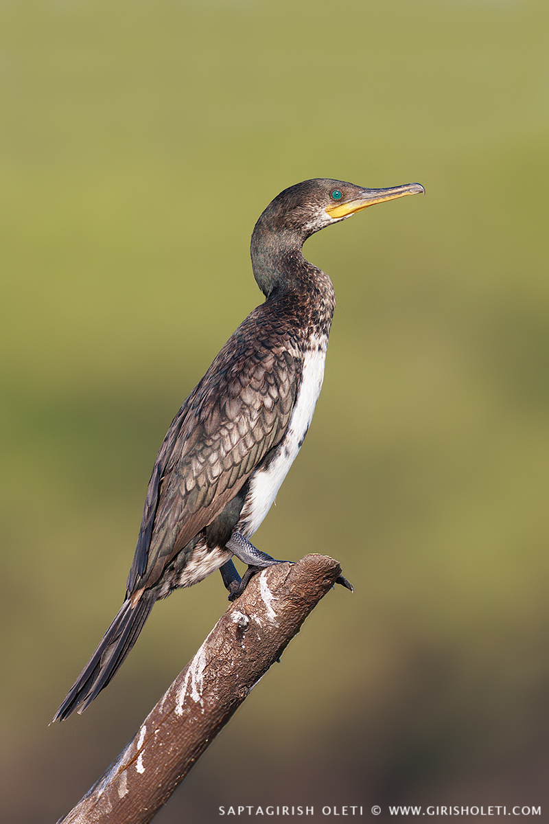 Great Cormorant photographed at Bhigwan, Maharastra