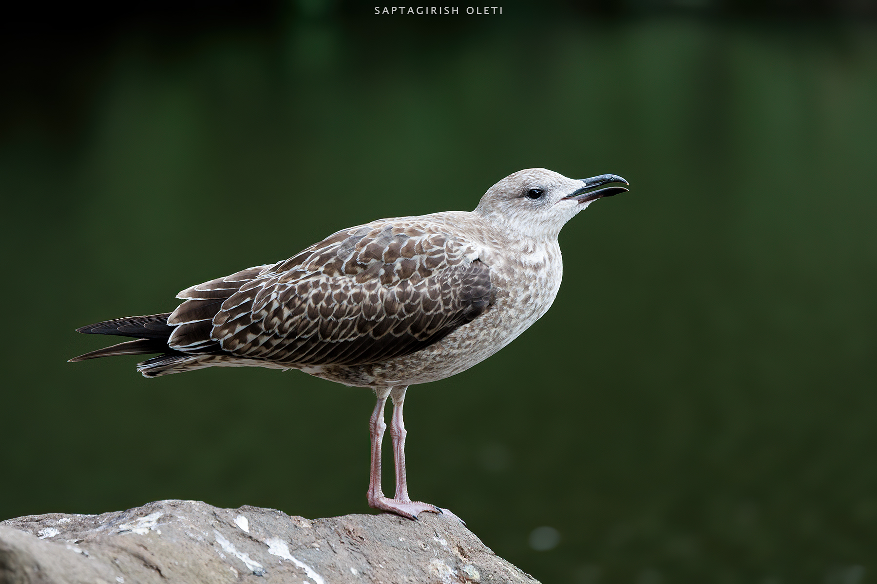 Great black-backed gull photographed at Edinburgh, Scotland